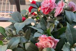 茶花的養殖方法和注意事項